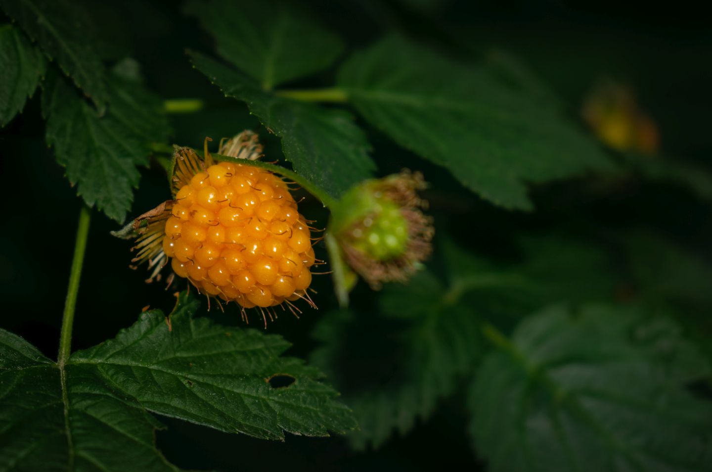 Where can I see the Salmonberry in the wild