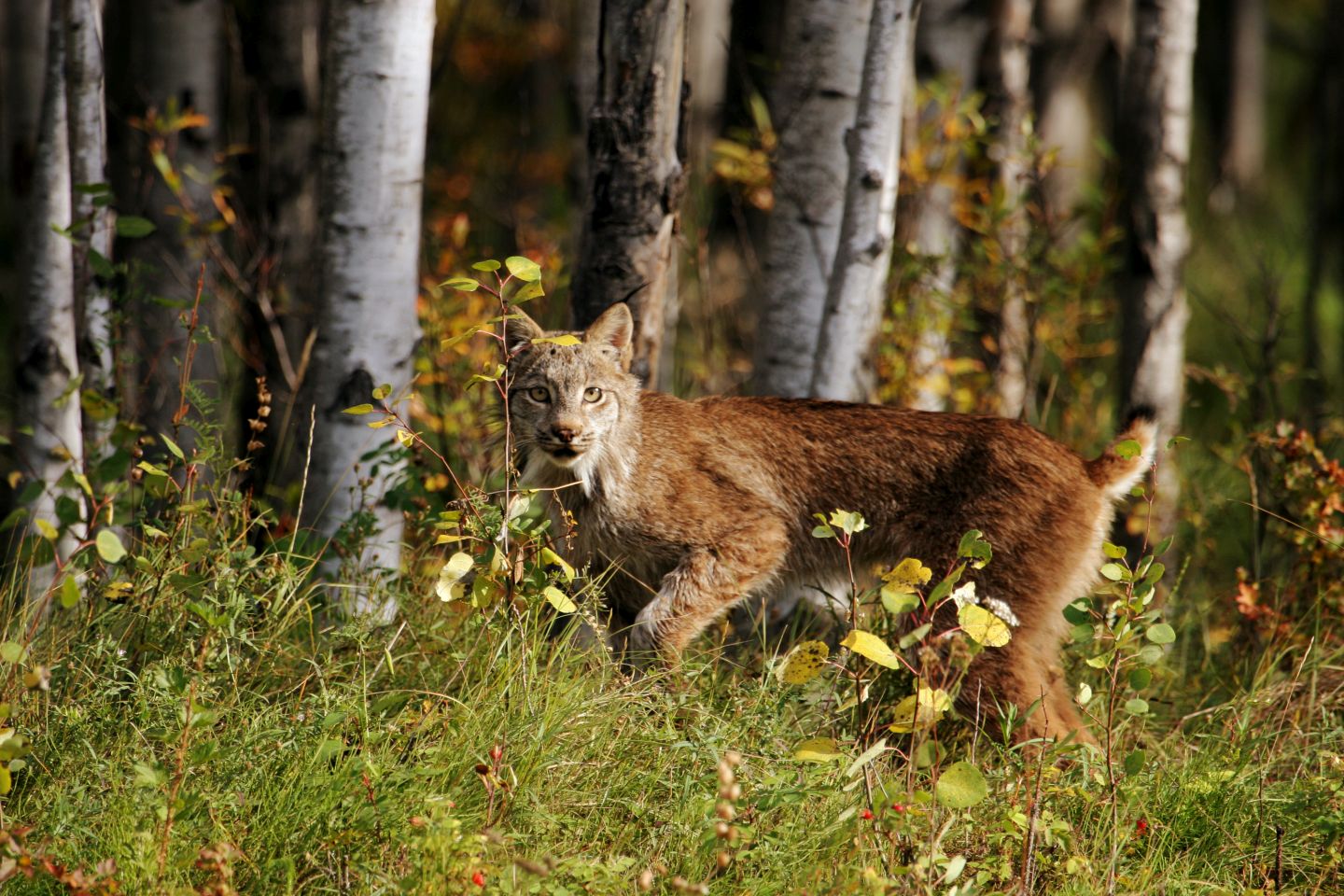 Where can I see the Sable in the wild
