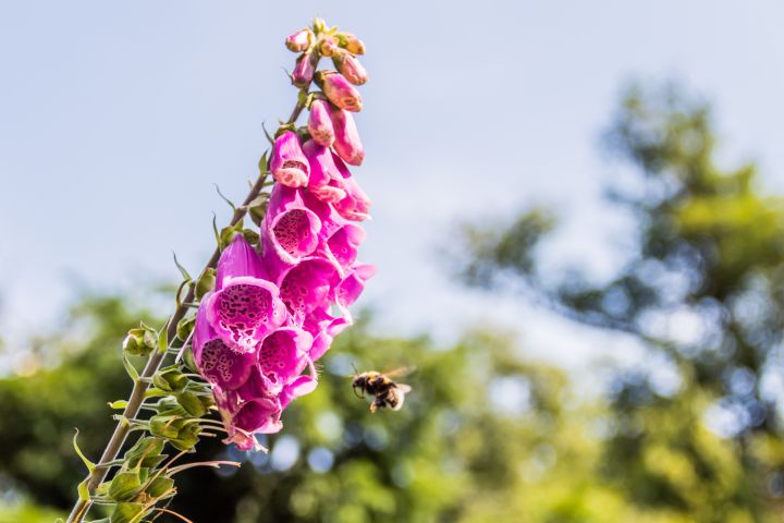 Where can I see the Purple Foxglove in the wild