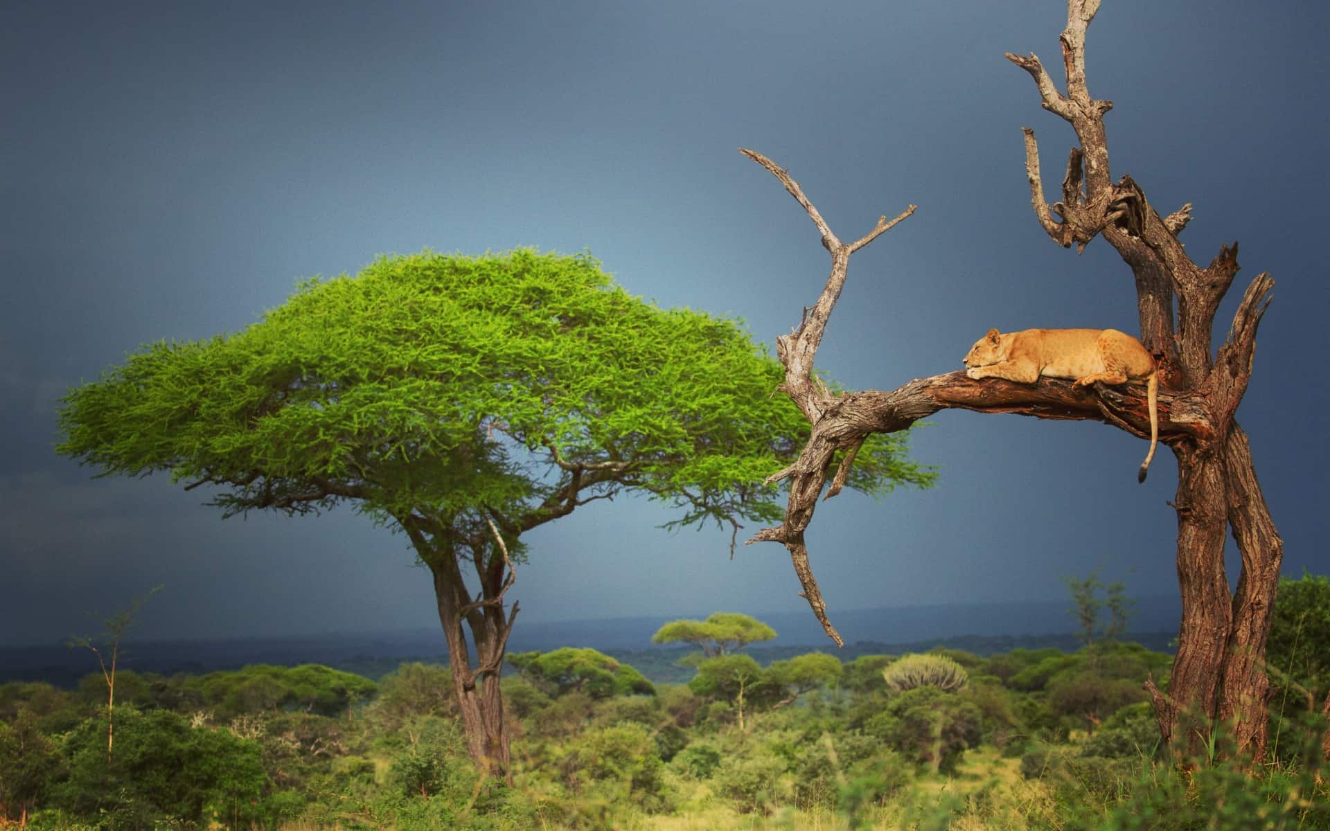 Lioness hanging out in a bare tree