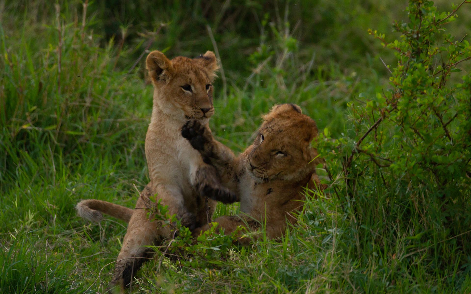 Playful lion cubs in green grass