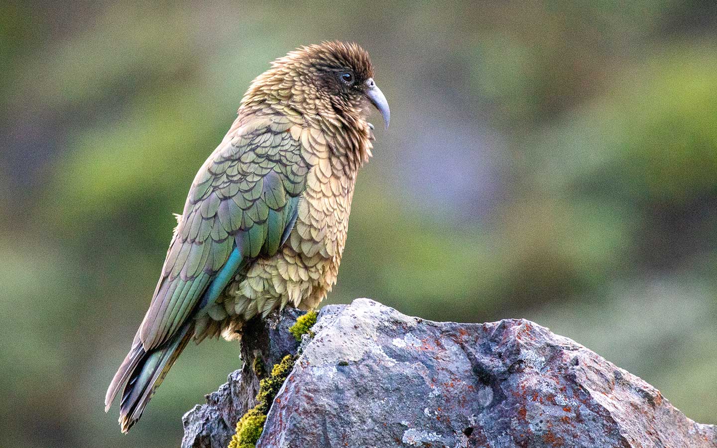 News - Predator Free 2050 Critter Control