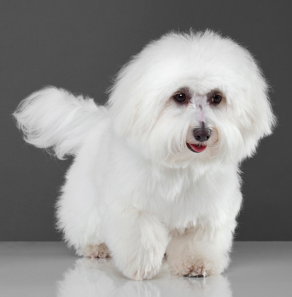 Pampered paws ltd 