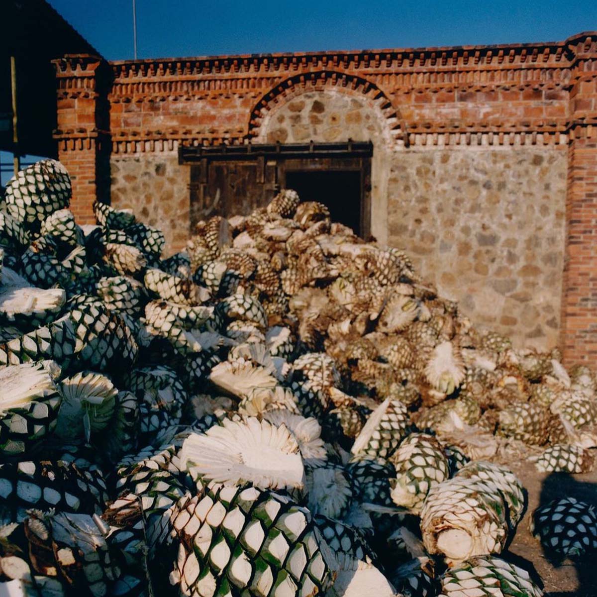 Tequila ready to be distilled