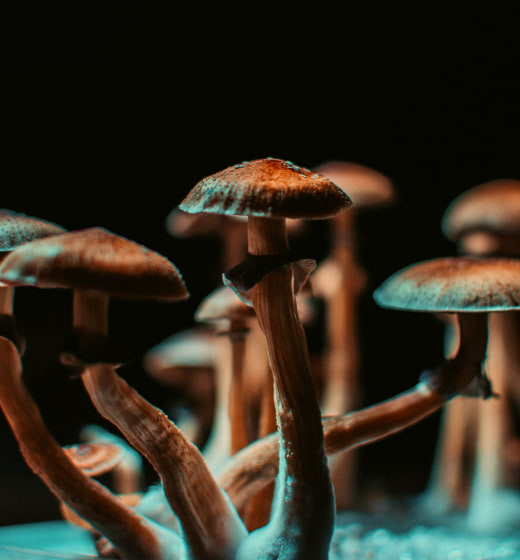 Mushroom microdosing coaching