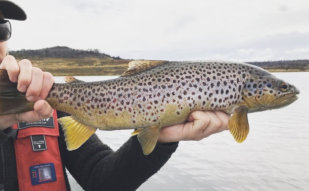 The best trout fishing spots near Hobart Trout Tales Tasmania