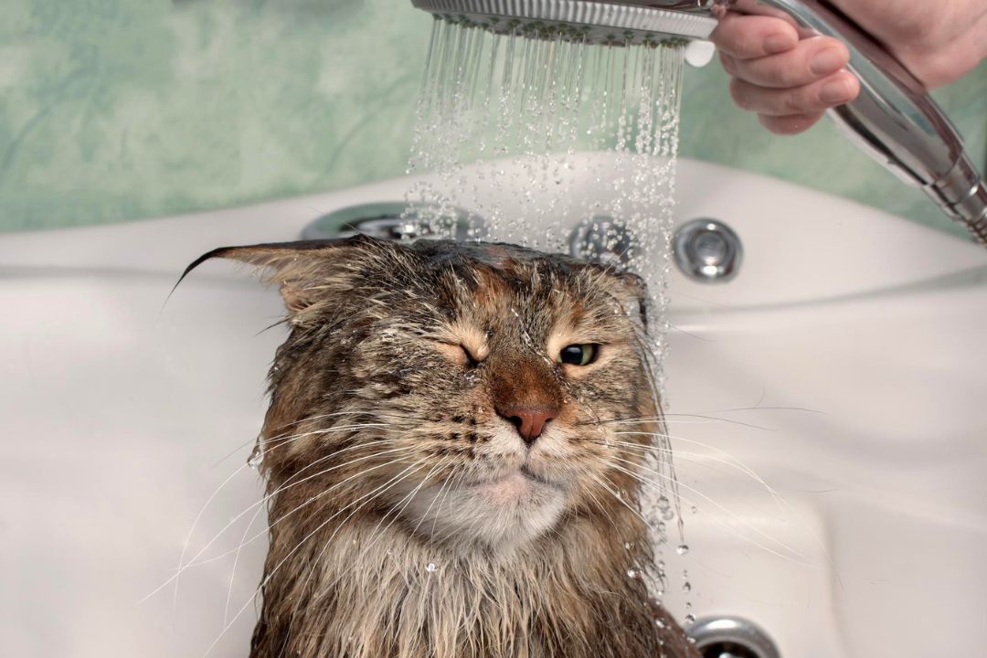 Cat Bathing 101 How Do I Bathe a Cat?