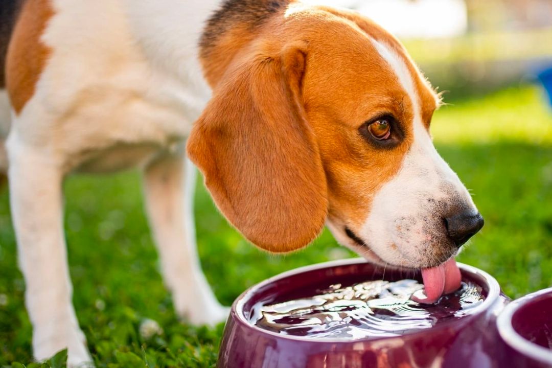 7 Simple Ways to Treat Dog Constipation Pettable