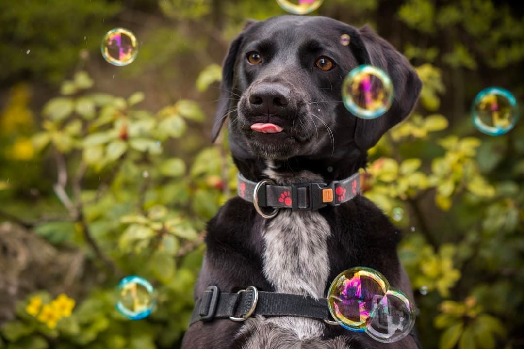 How Do I Treat Dog Blisters? Pettable