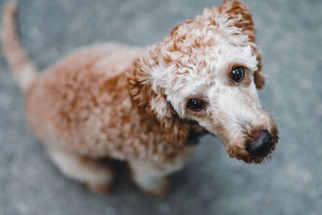 How Safe is Alprazolam for Dogs?