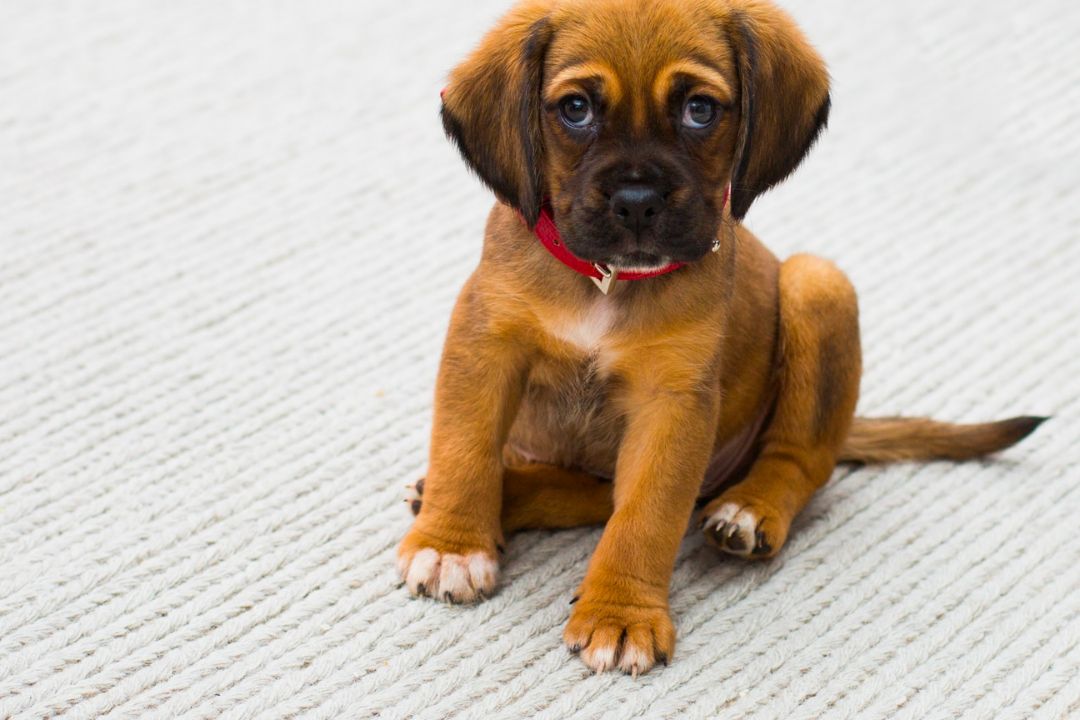 Is Licorice Safe for Dogs to Eat? Pettable