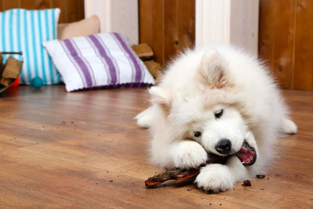 4 Ways to Stop Your Dog From Chewing Everything Pettable