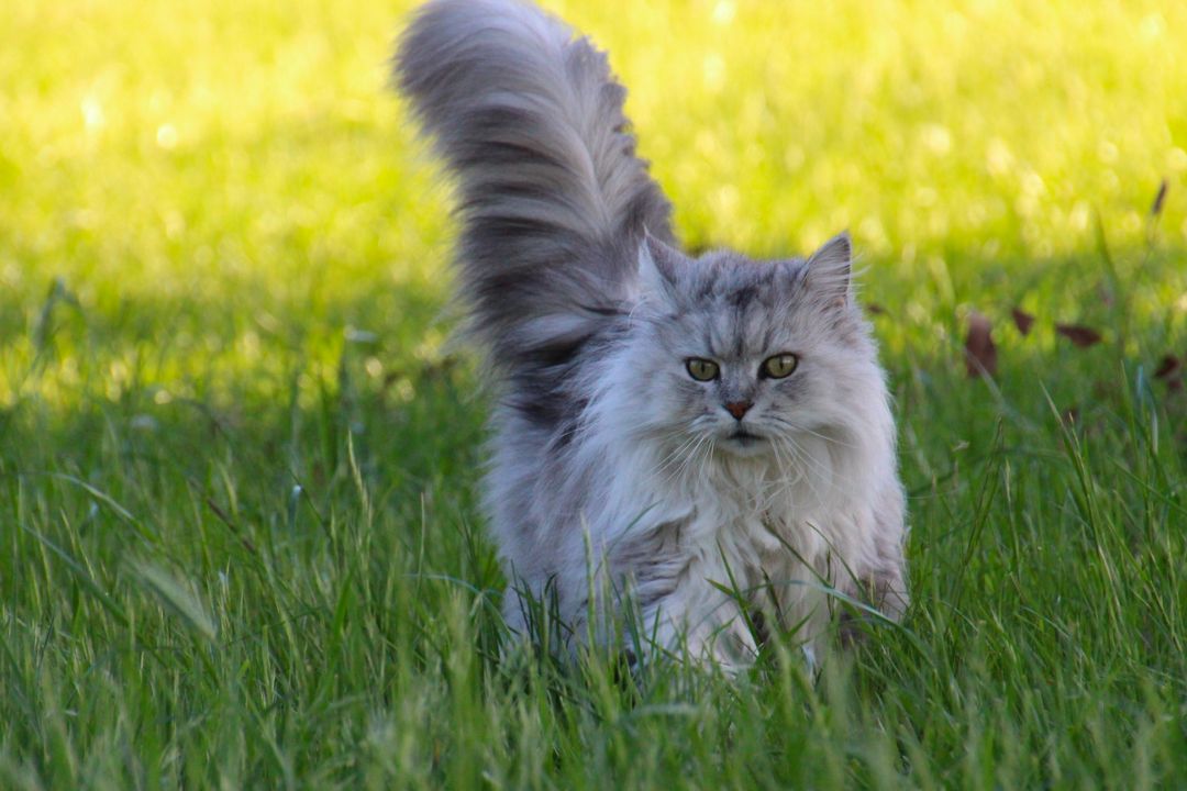 How Do I Choose the Best Cat Grass?