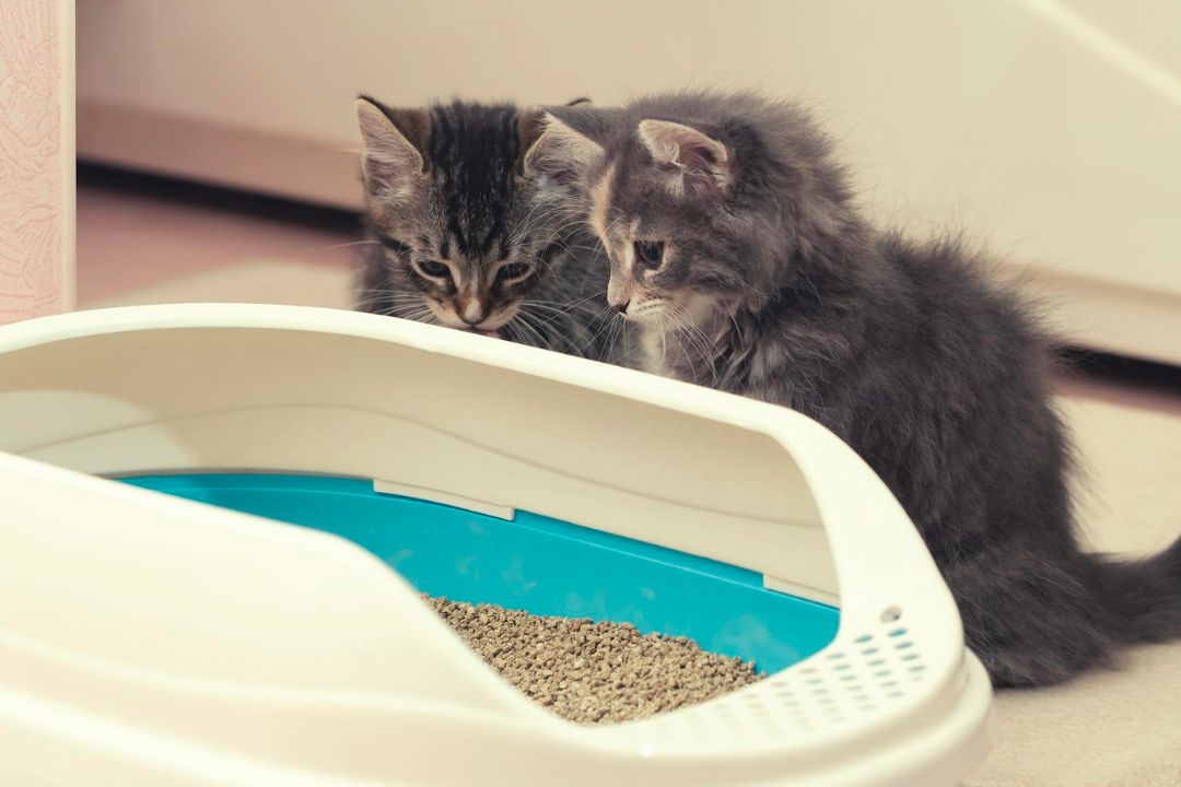 Cat Eating Kitty Litter? Heres How to Stop It Pettable