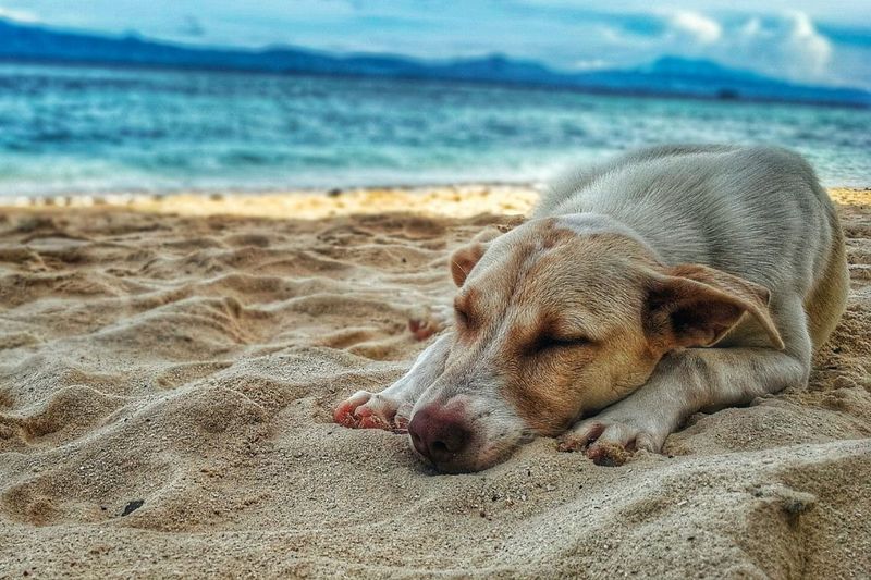 What Are the Uses of Methocarbamol for Dogs?