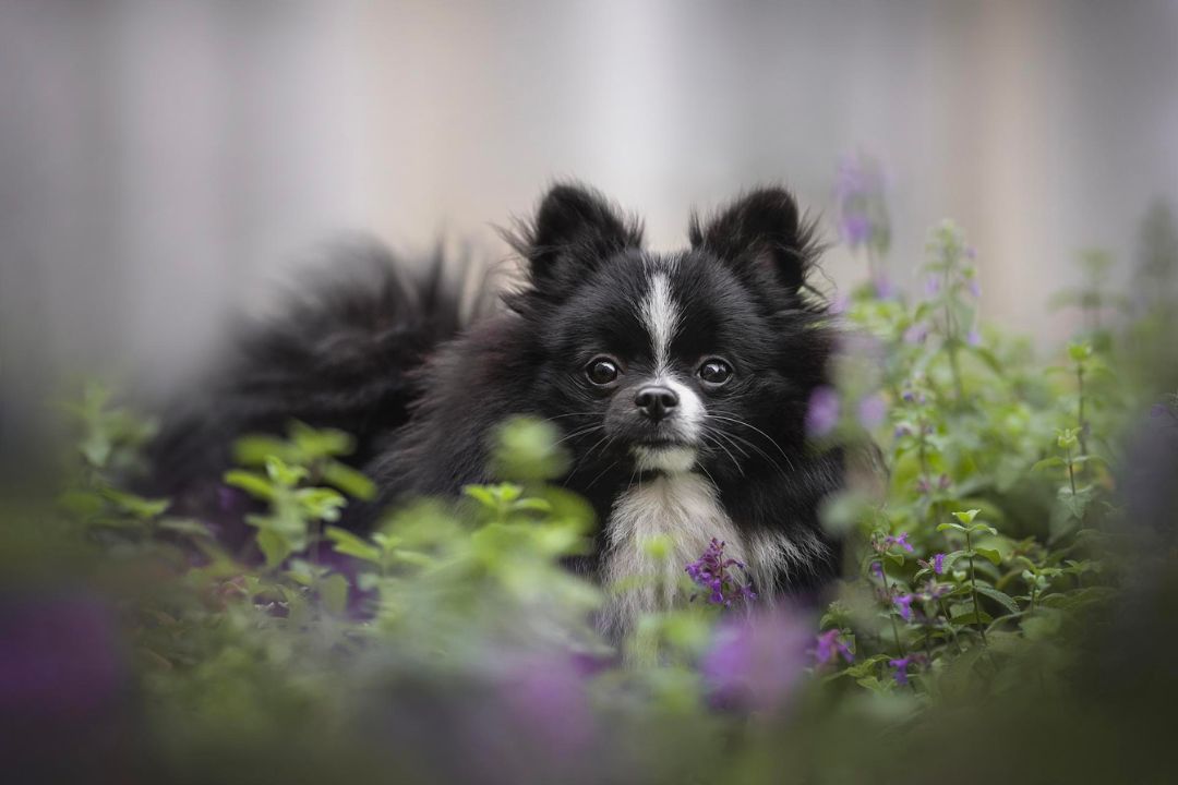 What Are the Effects of Catnip on Dogs?