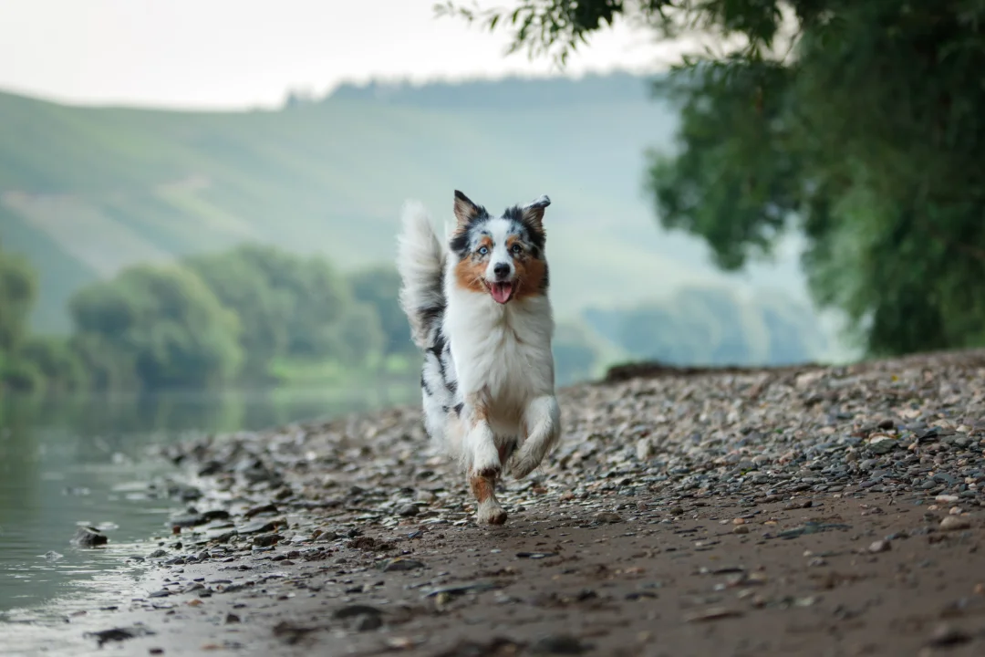 Are Dogs Allowed in Yellowstone?