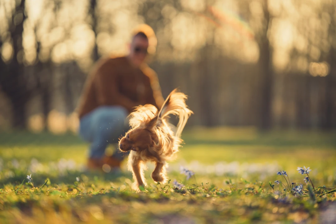 Teach your dog a release word for when they're done working. Learn how with Pettable Academy's expert guidance. Strengthen your bond and improve communication.