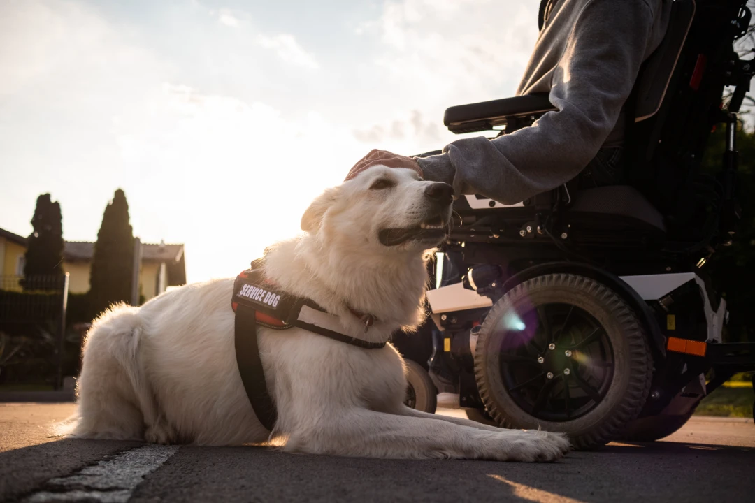 A service dog with their handler on a wheelchair