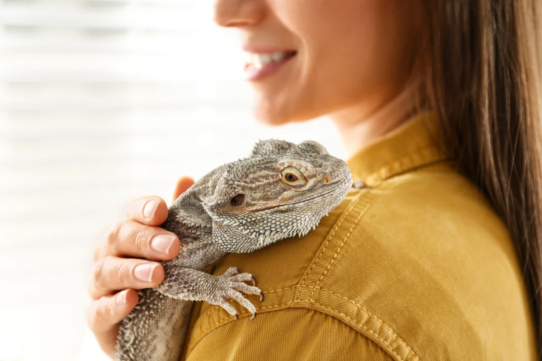 Any pet that provides you with emotional support for your mental health disability can qualify as an ESA. Speak with a licensed mental health professional to make your Reptile an ESA with Pettable today.