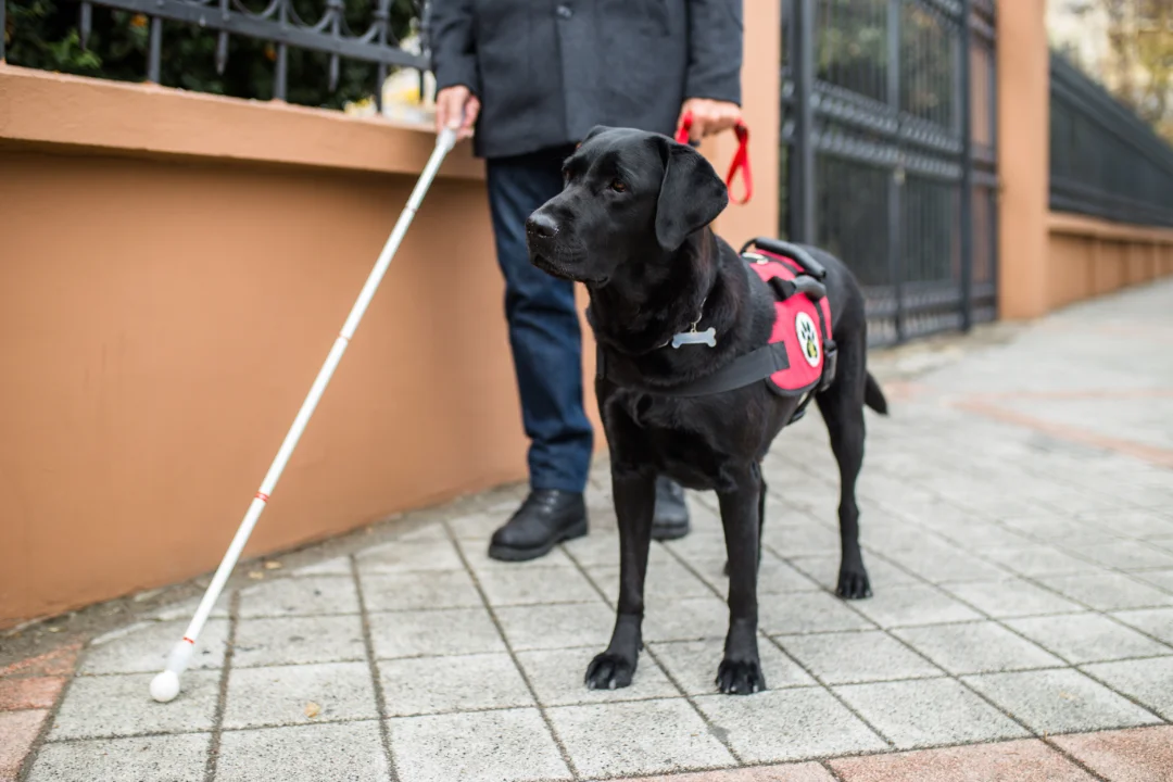 What Disabilities Qualify for a Service Dog? (Full List)