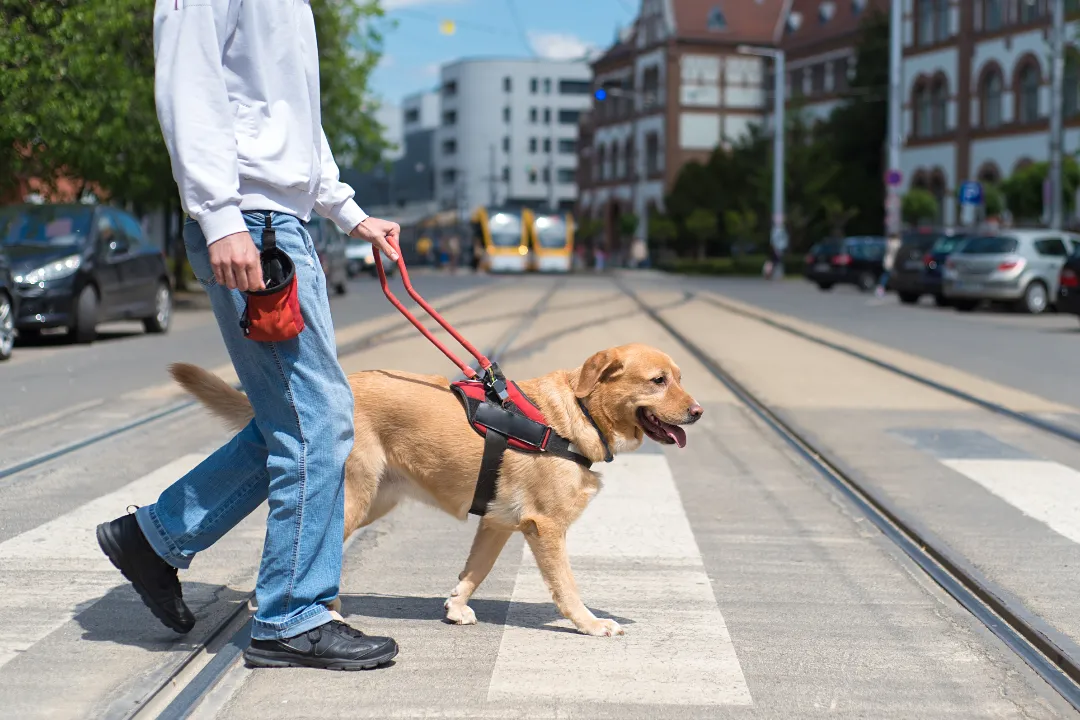 What Disabilities Qualify for a Service Dog? (Full List)