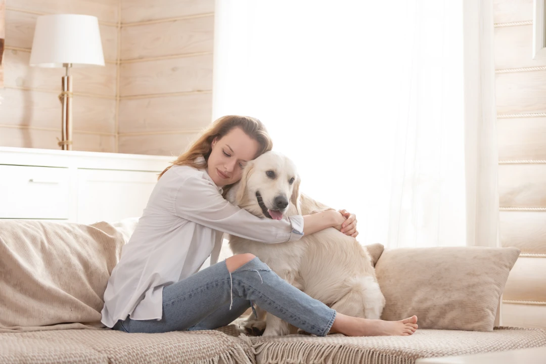 Therapy and comfort dog certification validates dogs trained to provide emotional support and comfort in various settings.