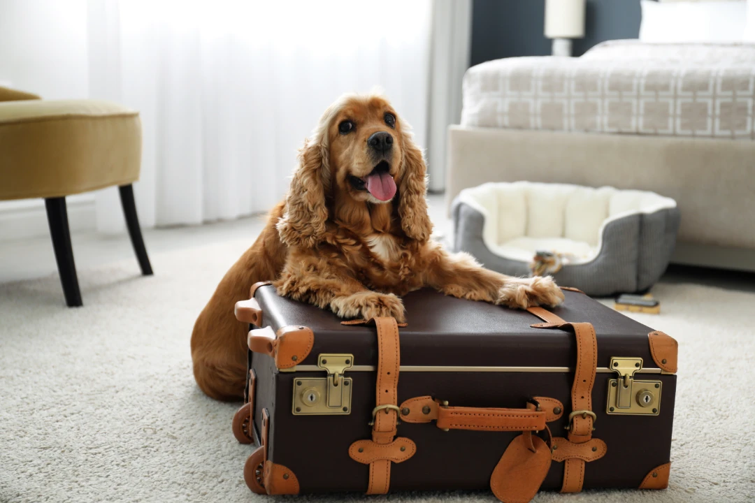 Emotional Support Animals (ESAs) in Hotels A Complete Guide