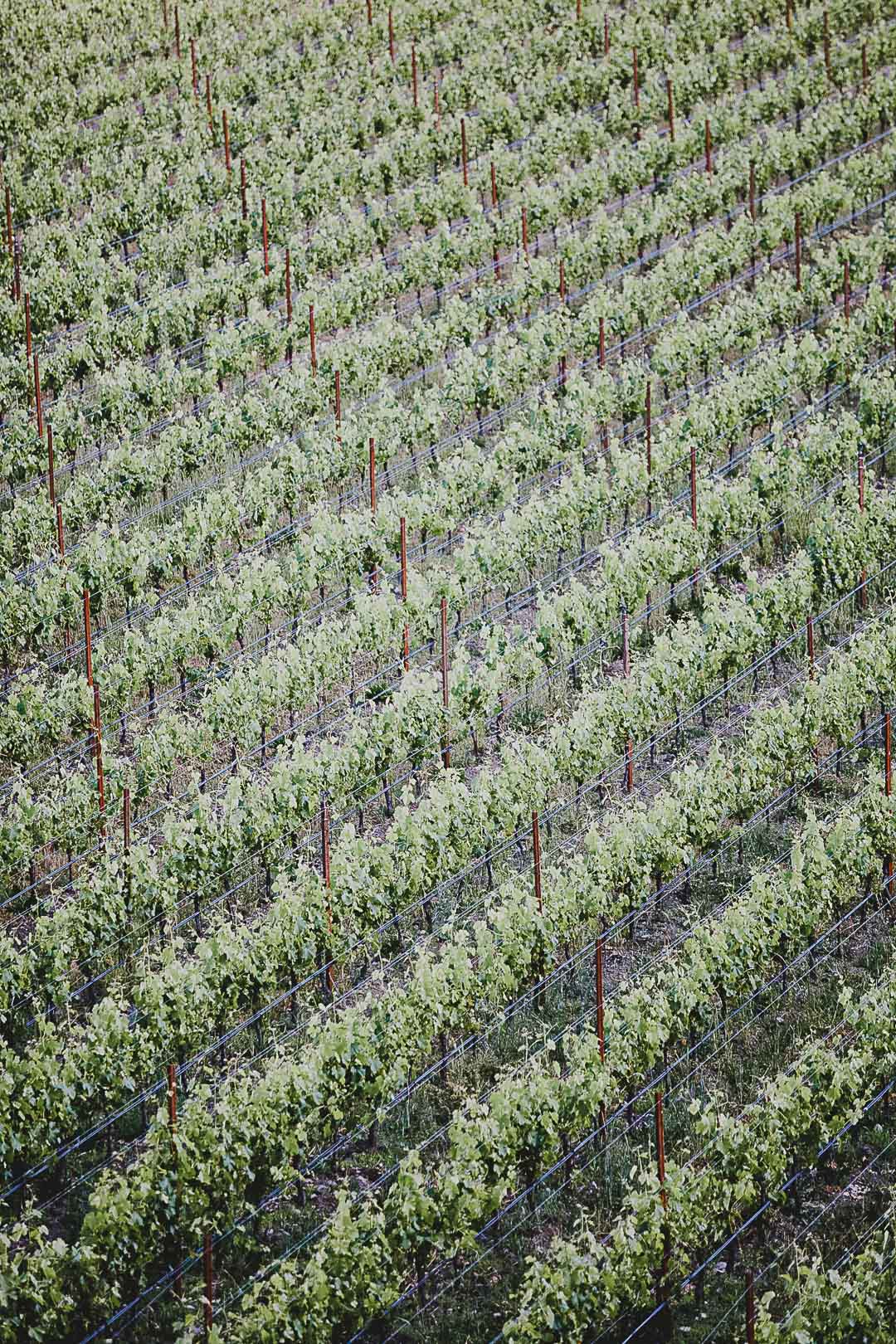 Rows of grapevines at the biodynamic Cowhorn vineyard and garden