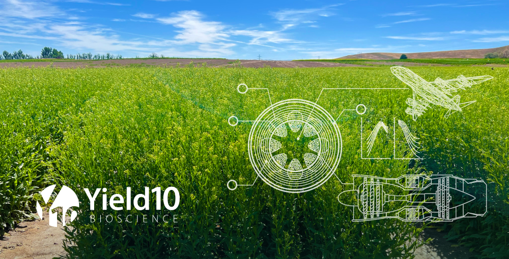 Yield10 is Taking Camelina to New Heights Yield10 Blog