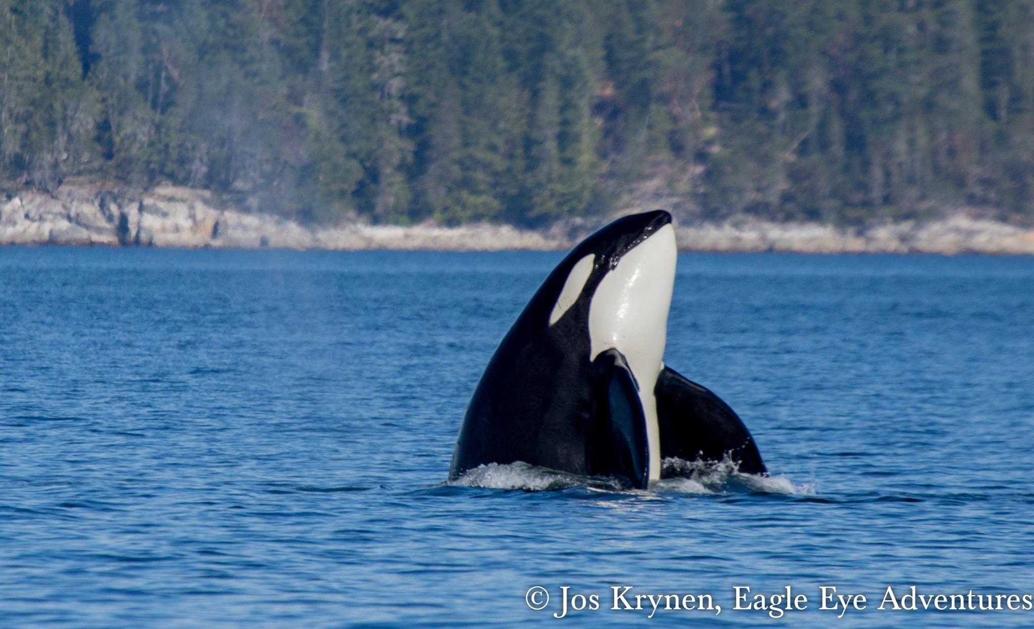 Discover Orca Whales in Canada A Guide to the Top Spots to See Orcas