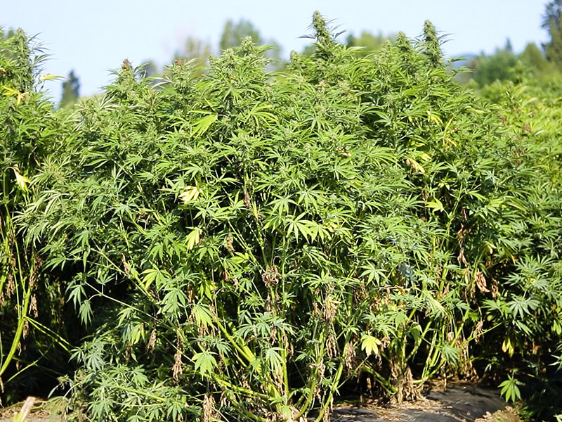 Hemp Plants