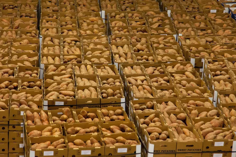 So many Potato shown in image
