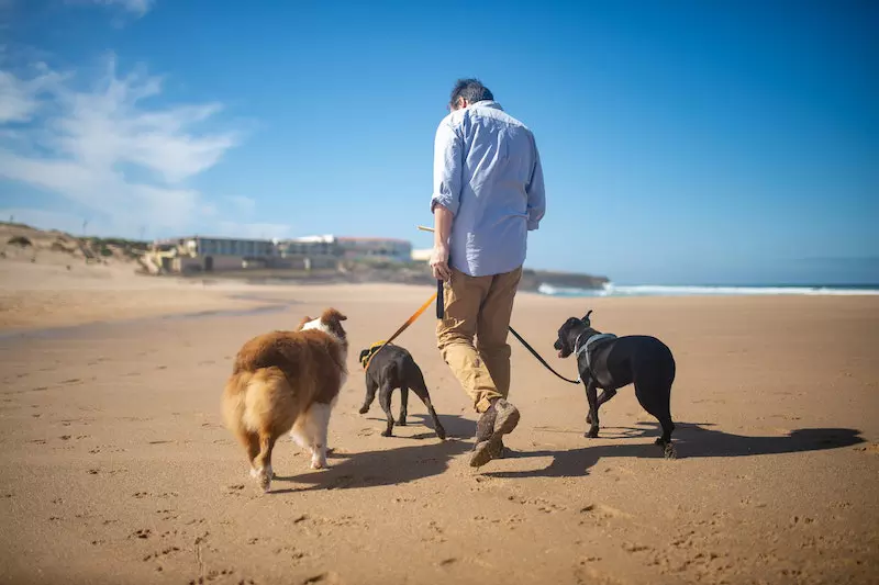 A man going walking with dogs 