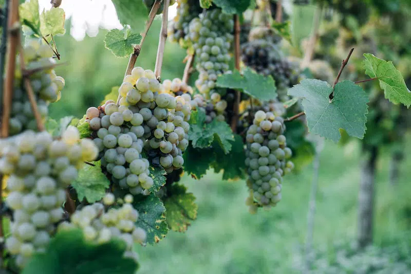 So many grapes  tree in the farm