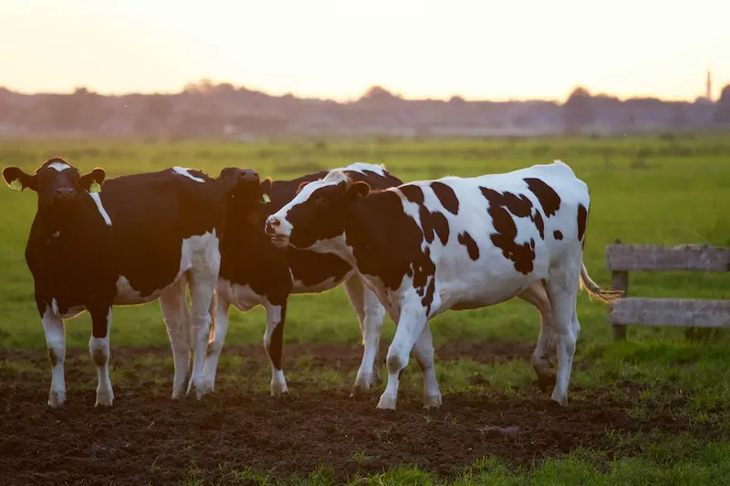 A cows on a farm