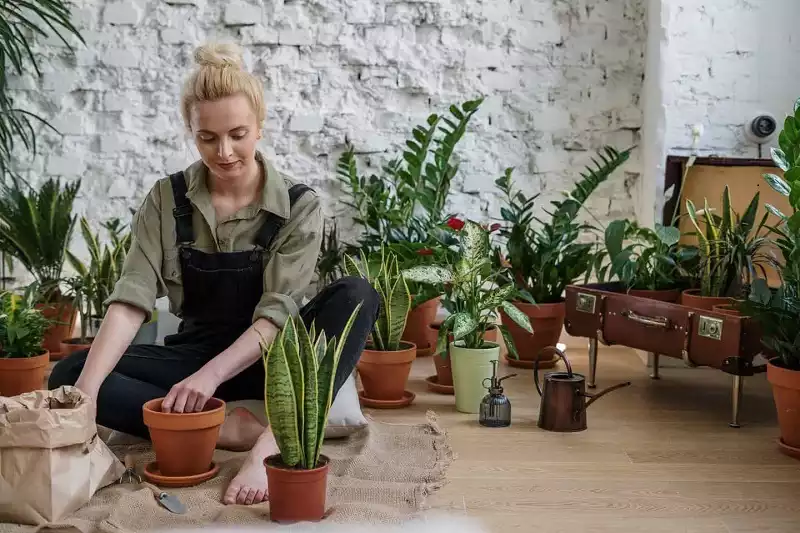 a lady planting a plants 