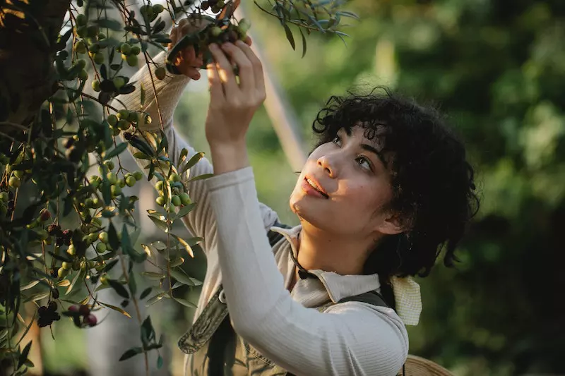 A lady cutting fruit from tree