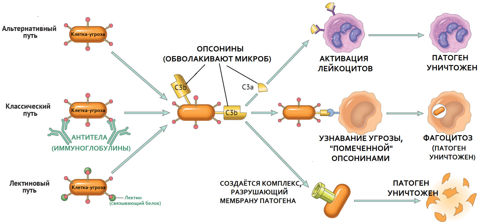 белки способны формировать коллоидные комплексы