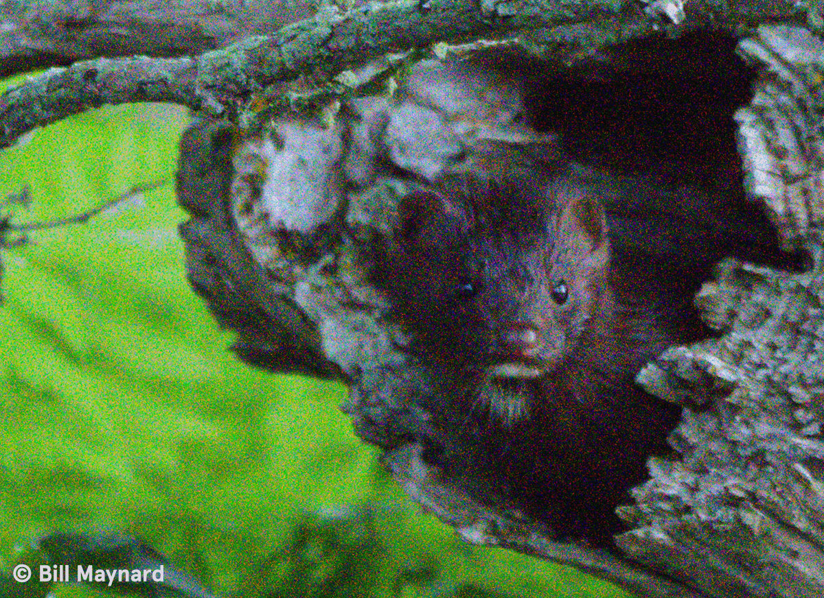 [Obrazek: 620be8cf678af386ff068d38_Bill%20Maynard%...20mink.jpg]