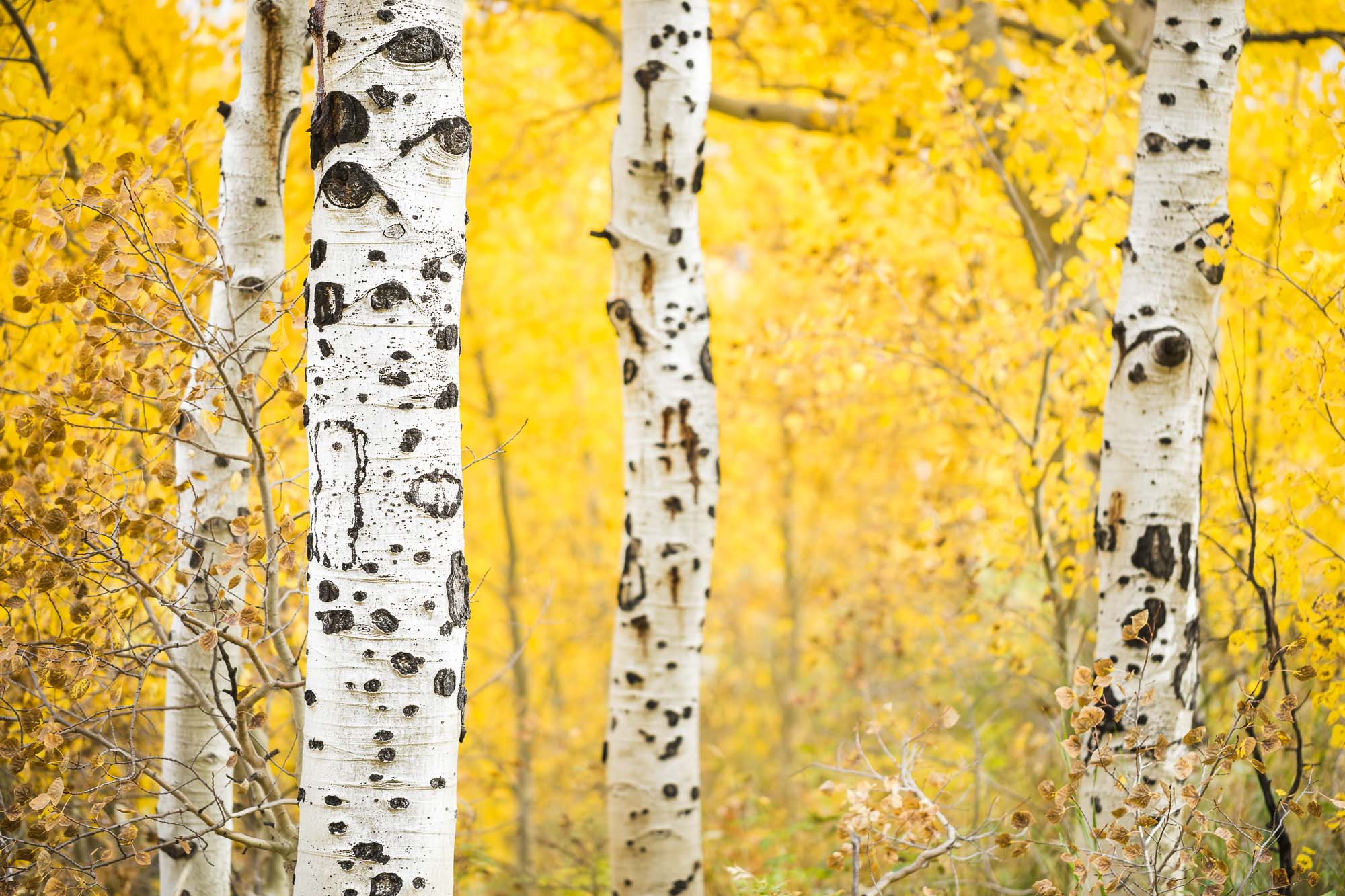 5 practical tips to getting beautiful Fall color photos