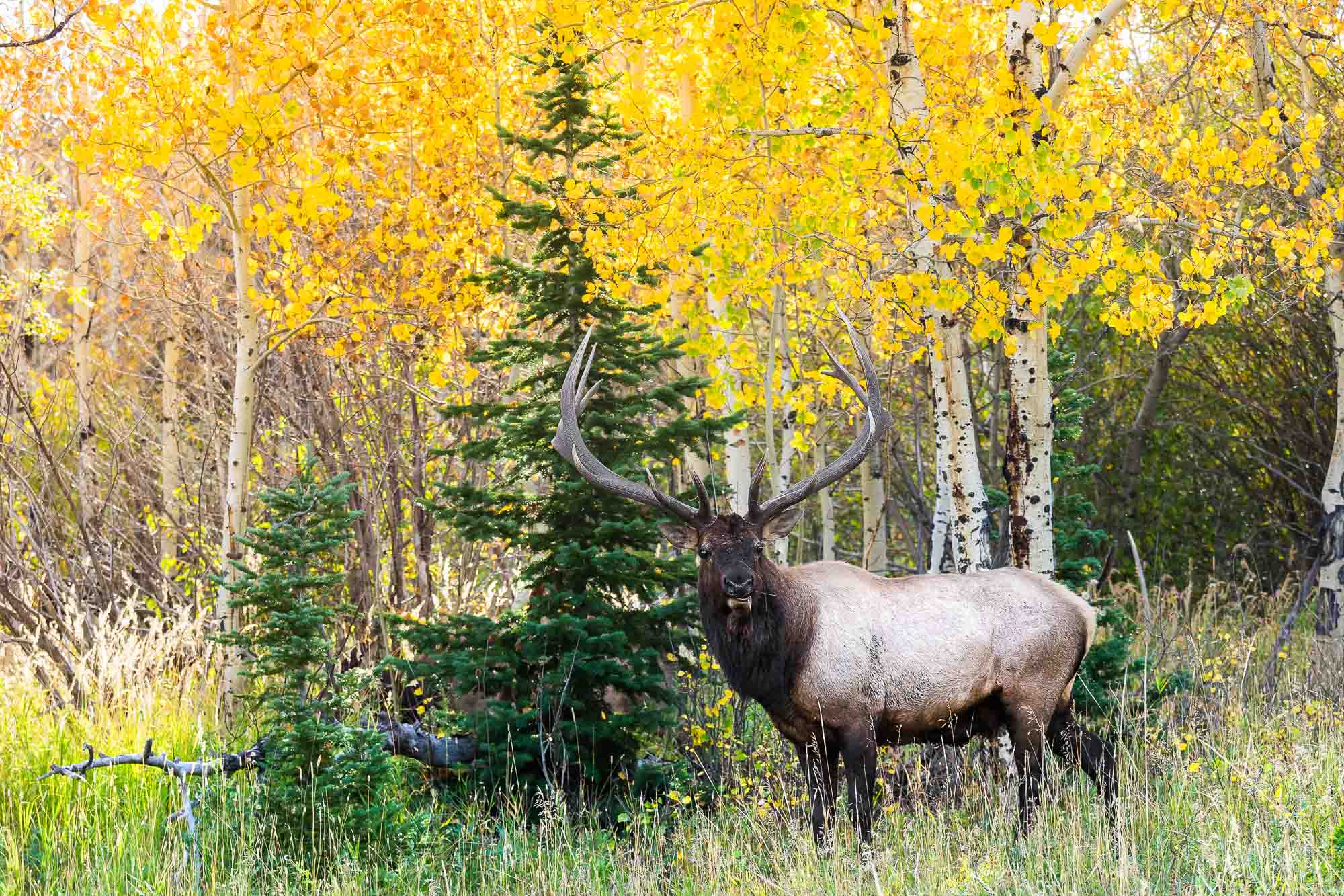 5 practical tips to getting beautiful Fall color photos