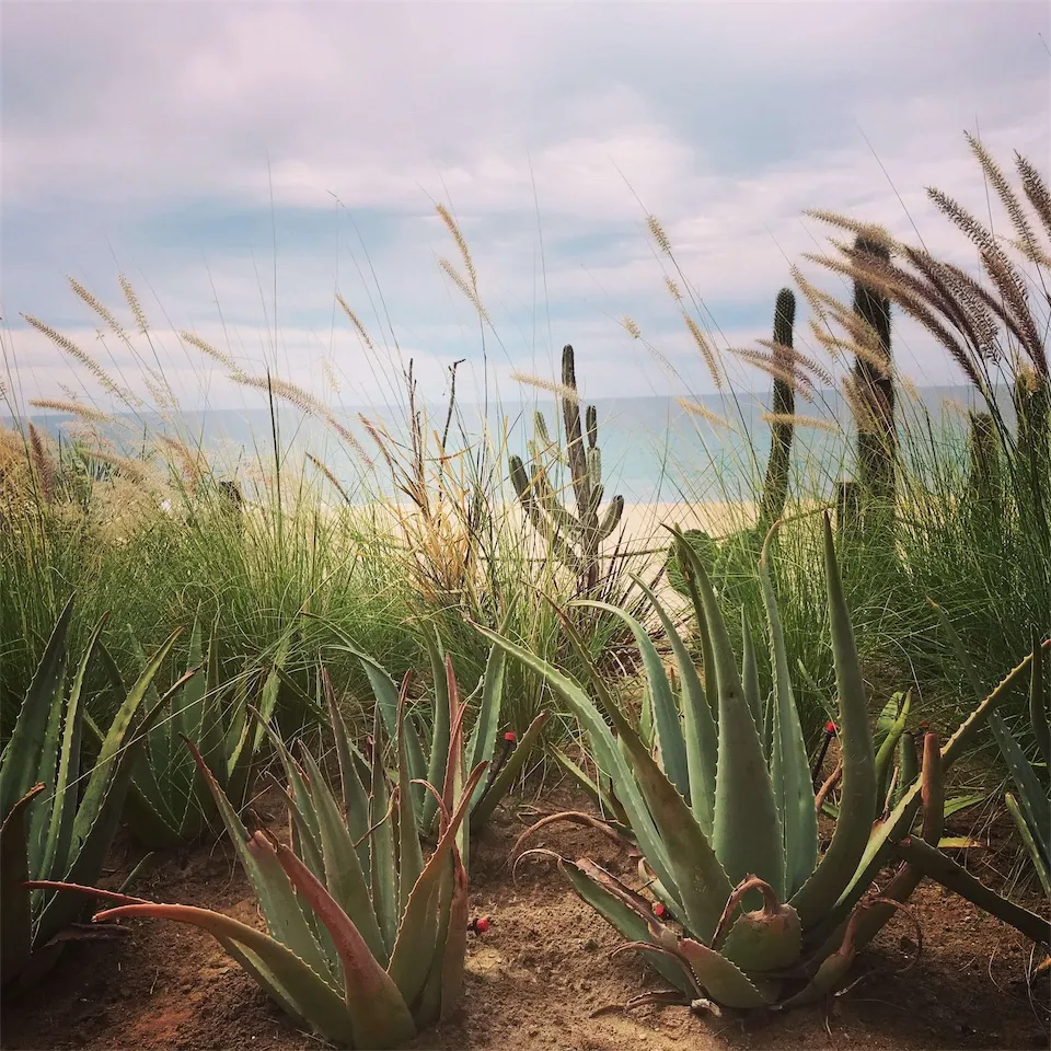 Cactus Plants at the Beach