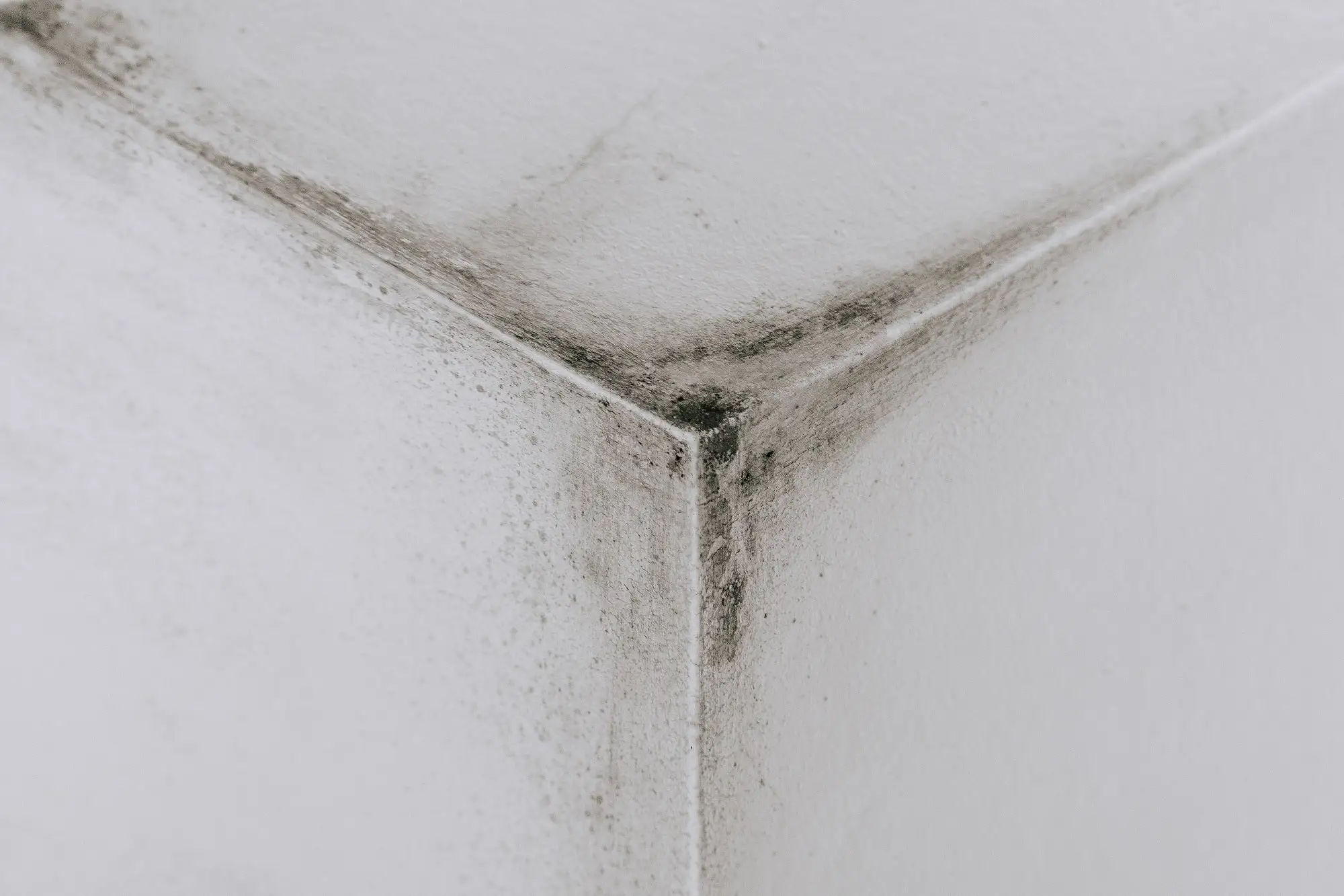 12 Different Types of Mold in Homes