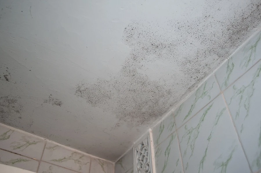 How to Get Rid of Mold in Bathroom Bathroom Mold Removal