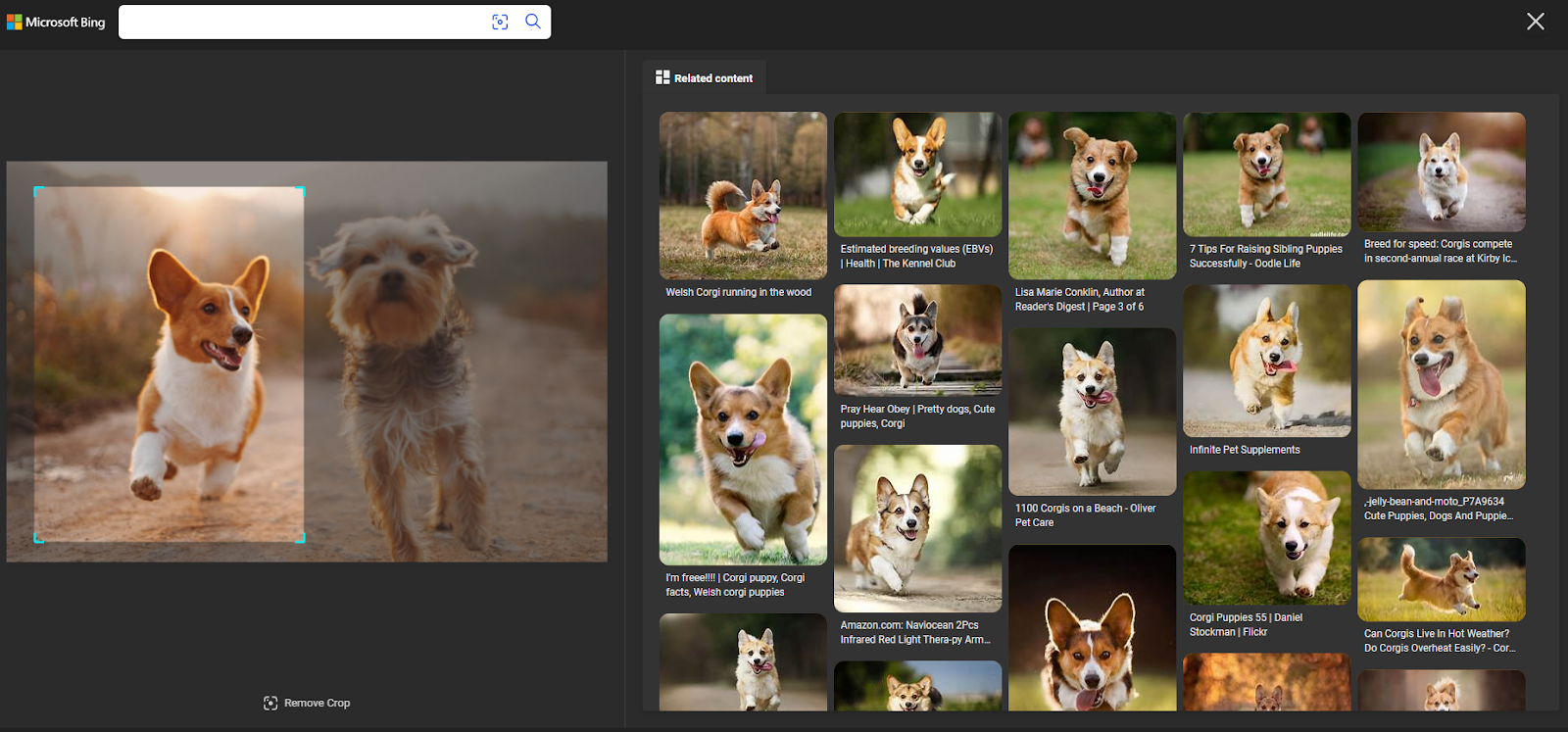 Bing reverse search results