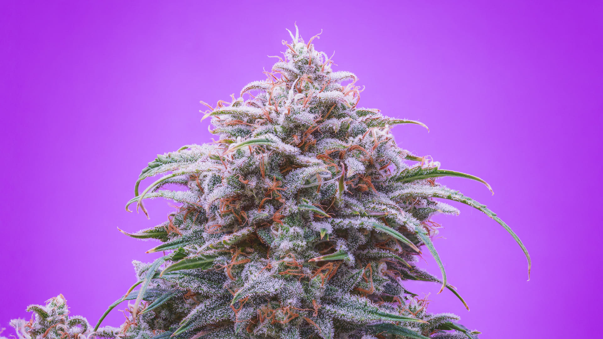 Double Grape Autoflower Seeds