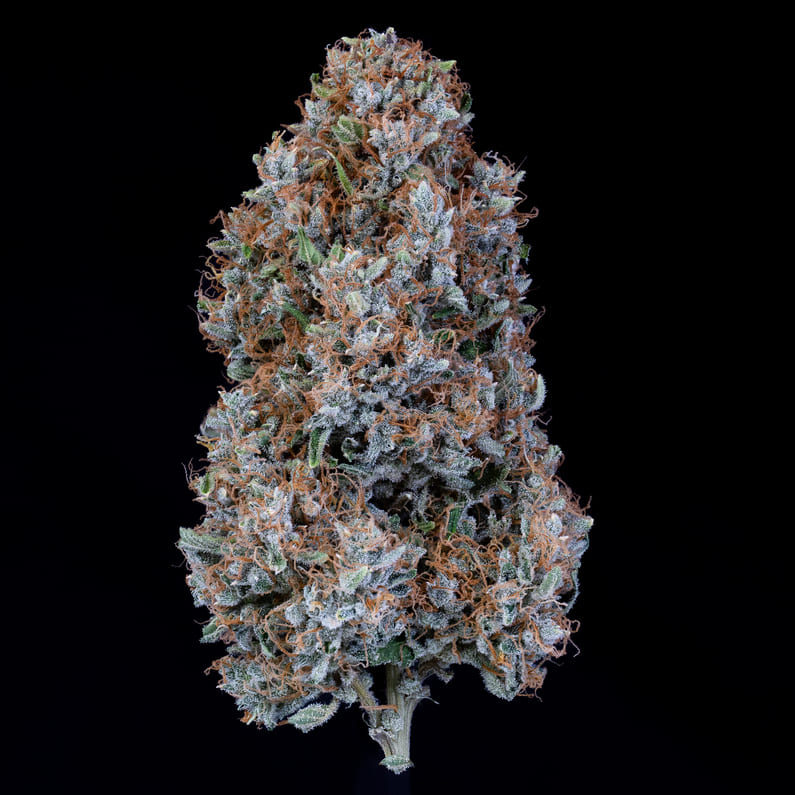 Autoflowering Harvest Guide How to Dry Trim and Cure Your Autoflowers