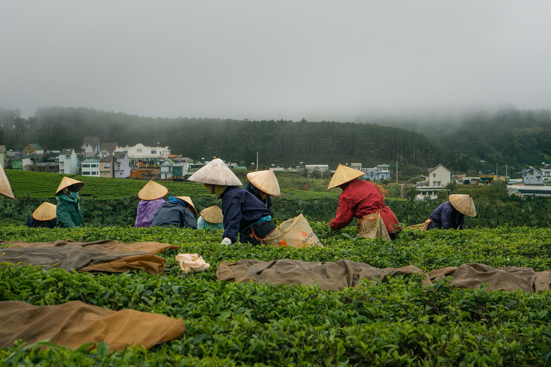 A group of women pluck tea on a tea plantation in Cau Dat, Vietnam