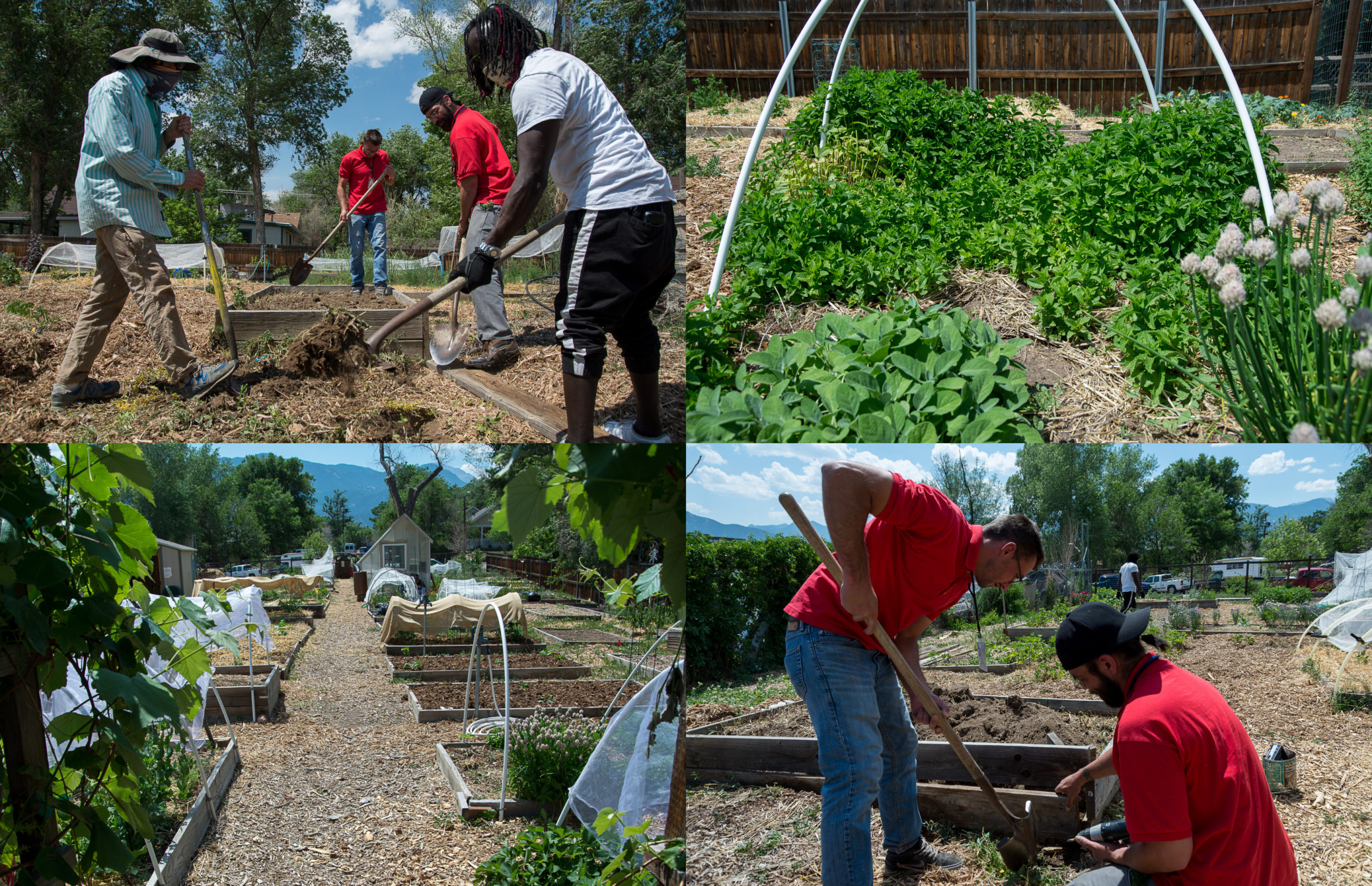 Springs Rescue Mission Blog Mill Street garden collaboration grows